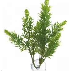 Rost.ter.ZMD Malaysian Fern L Rost.ter.ZMD Malaysian Fern L